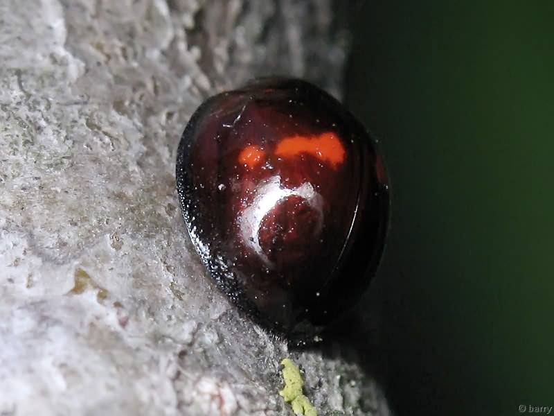 Chilocorus bipustulatus (Linnaeus, 1758)